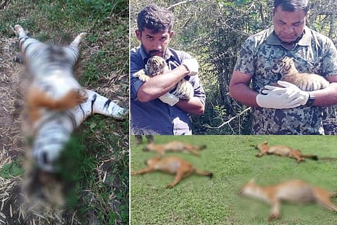 tiger death