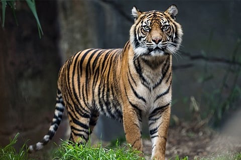 tiger