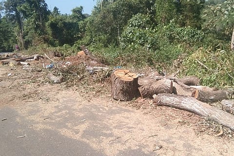 tree new