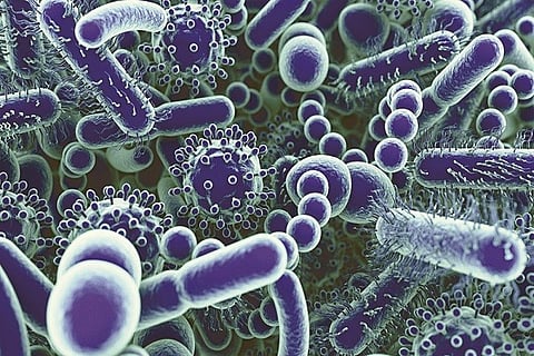 viruses-bacteria-fungi
