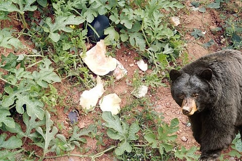 08122020 Tavaragera bear loss crop