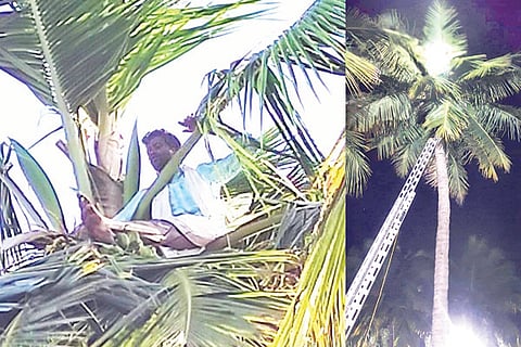 161220 Khanahosalli Husband on Coconut Tree