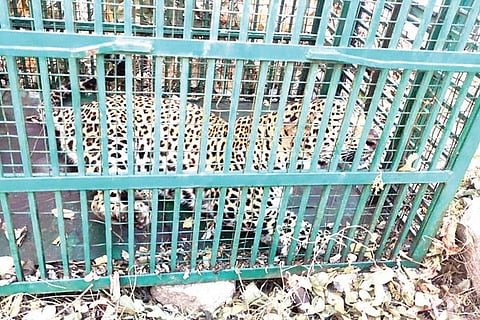 181220 Gangavati Leopard Bonnie
