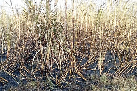 5 Khanapur6-Web