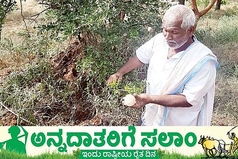 Beladahannu