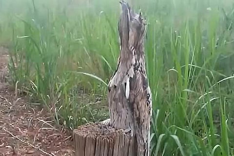 Bird Feature
