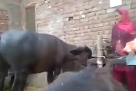 Buffalo