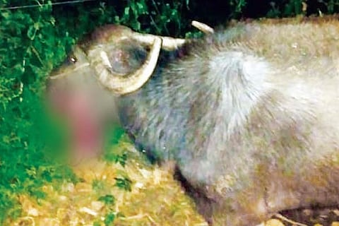 Buffalo
