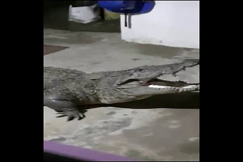 Croc pays visit to home in Kerala; captured and released
