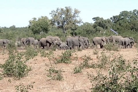 Elephant