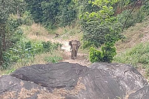 Elephant