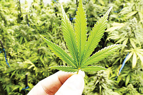 Ganja