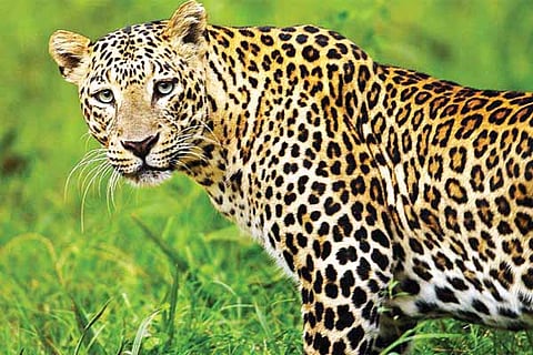 Leopord