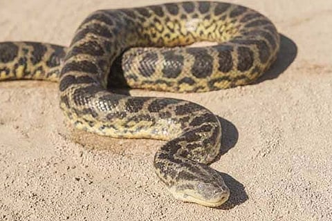 Python