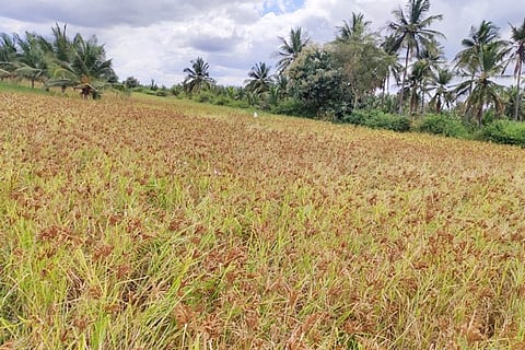 Ragi Crop in Tiptur Taluk
