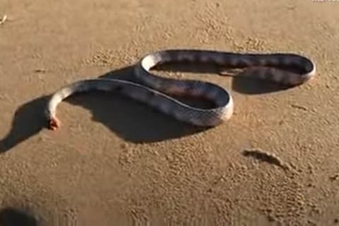 Snake