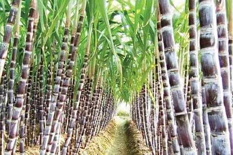 Sugarcane