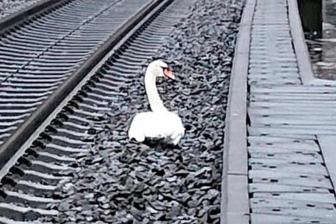 Swan