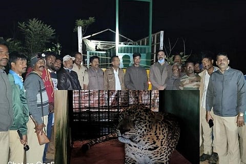 banni kuppe cheetah