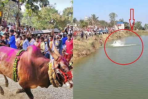 bull death