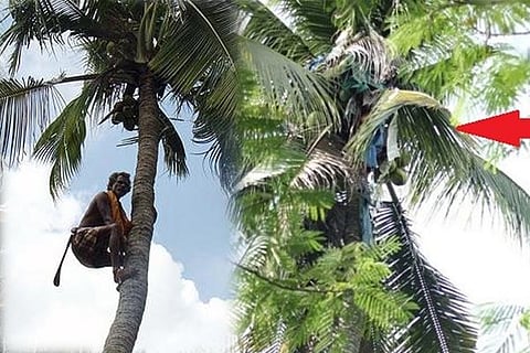 coconut