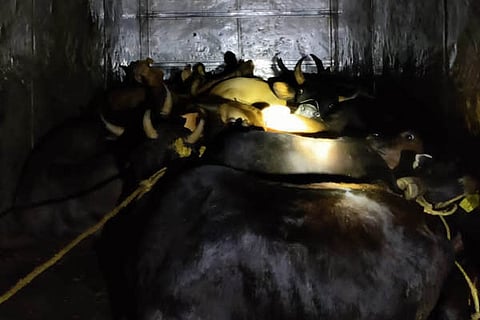 cow new