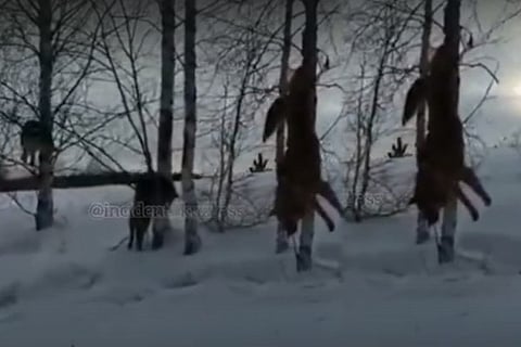 dog