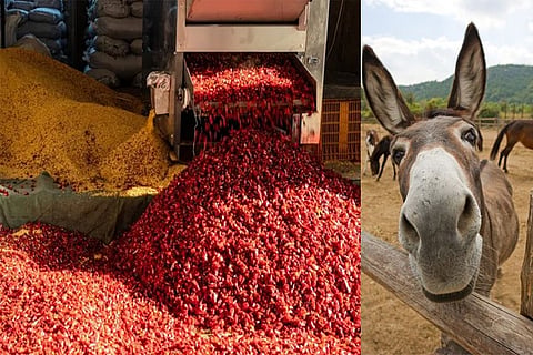 donkey