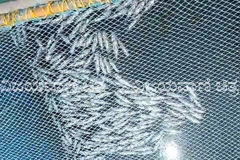fish new copy