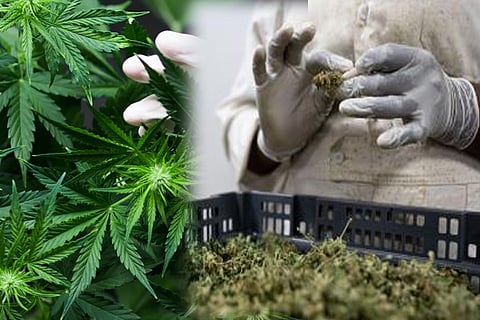 ganja1