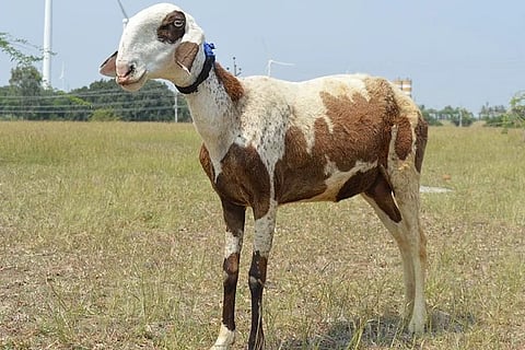 goat