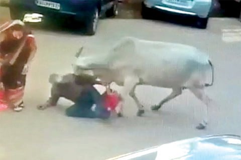 h7-Cow 1