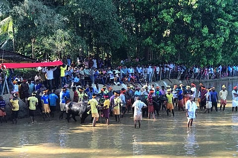 kambala new