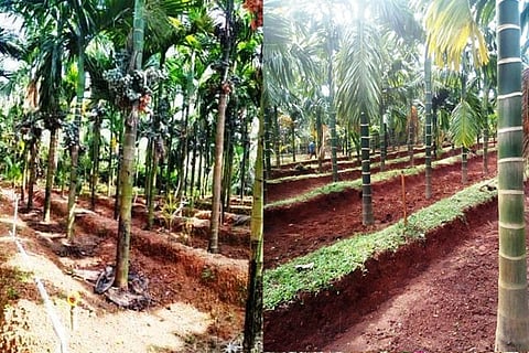 krishi new