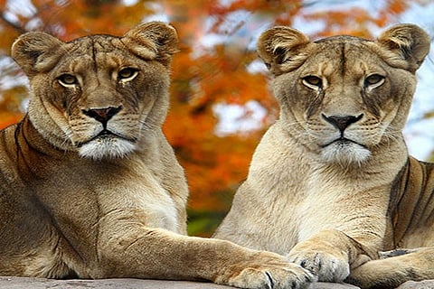 lion