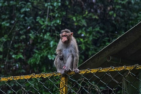 monkey