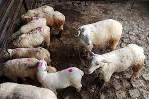 mutton new