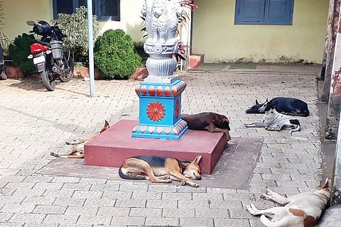nayi
