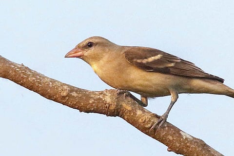 sparrow3