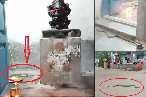 tempal snake