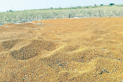 thogari