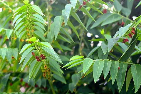vitamine soppu