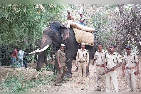 03012021 Gangavati Elephant Operation From Leopard Capture
