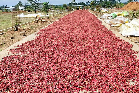 07012021 Kampli Red Chilli crop