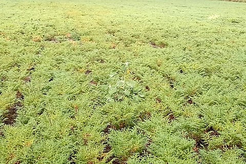 07012021 Raichur Rain loss Chickpea crop