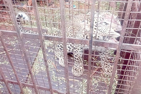 090121 Kanakagiri Bonnie Leopard
