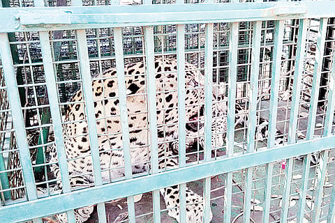 180121 Mail Leopard at Anegundi