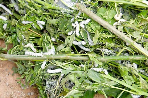 20 kyalanuru 1