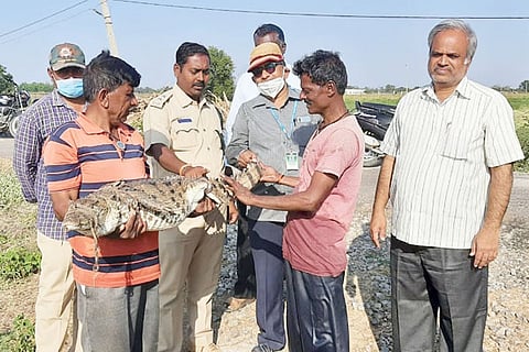 20012021 Raichur crocodile discovered