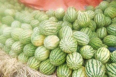 29 watermelon c